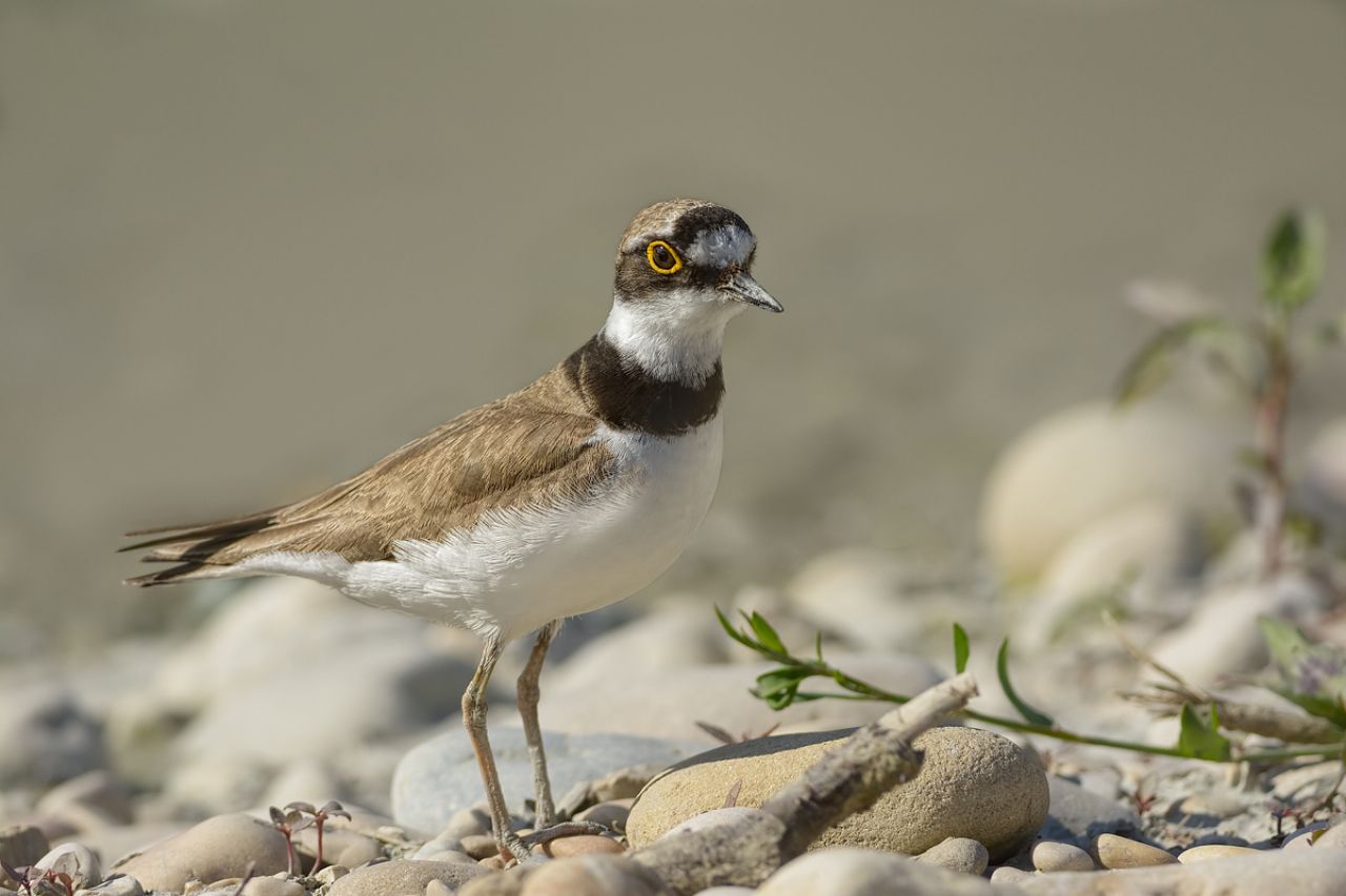 Corriere piccolo (Charadrius dubius)